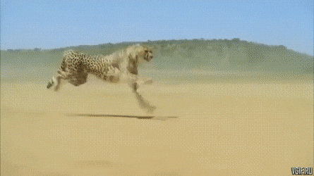 gifs_08.gif