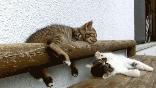 gifs_08.gif