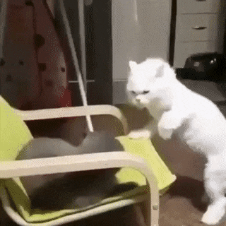 gifs_09.gif