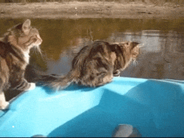 gifs_09.gif