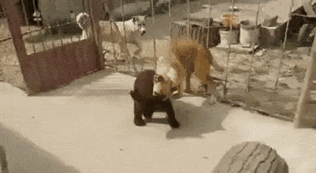 gifs_09.gif