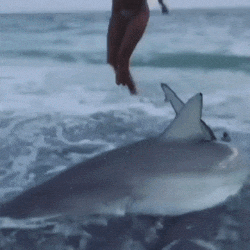 gifs_10.gif