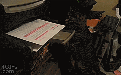 gifs_10.gif