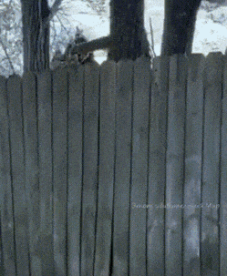 gifs_10.gif