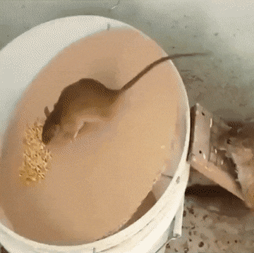 gifs_10.gif