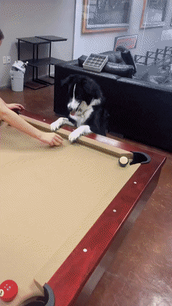 gifs_10.gif