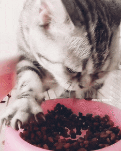 gifs_10.gif