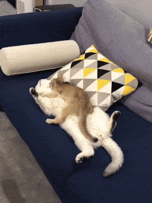 gifs_11.gif