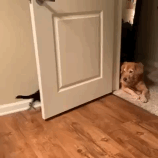 gifs_11.gif