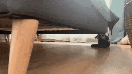 gifs_11.gif