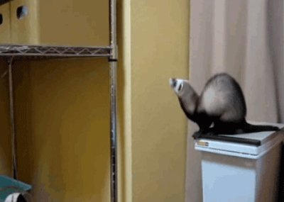 gifs_11.gif