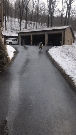 gifs_11.gif