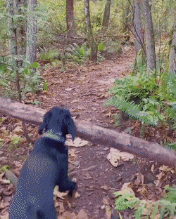 gifs_11.gif