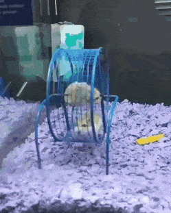 gifs_12.gif