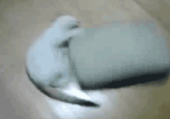gifs_12.gif