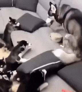 gifs_12.gif