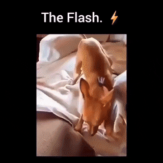 gifs_12.gif