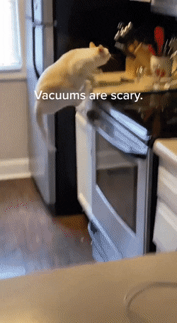 gifs_12.gif