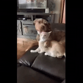 gifs_12.gif