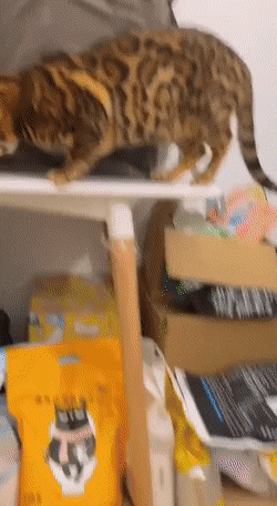 gifs_12.gif