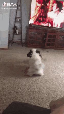 gifs_13.gif