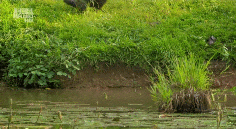gifs_13.gif