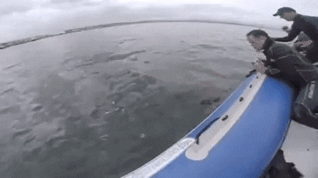 gifs_13.gif