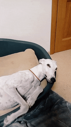 gifs_13.gif