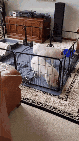 gifs_13.gif