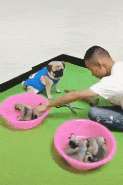 gifs_13.gif