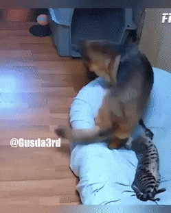 gifs_14.gif