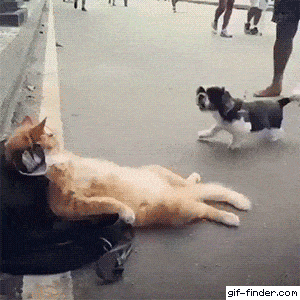 gifs_14.gif