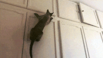 gifs_14.gif