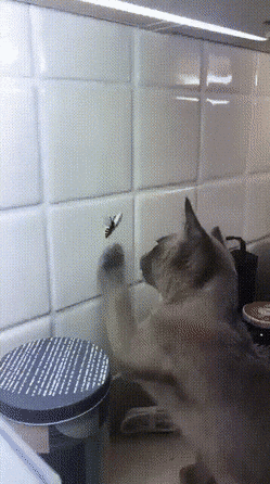 gifs_14.gif