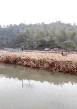 gifs_14.gif