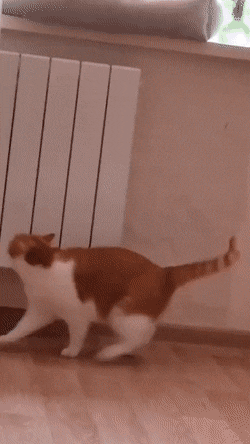 gifs_14.gif