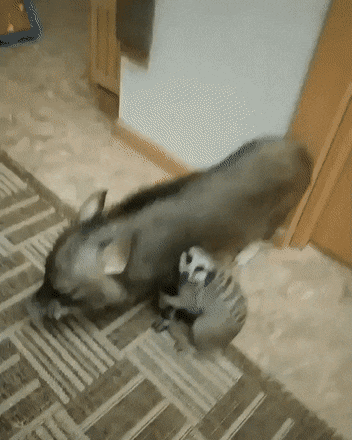 gifs_14.gif