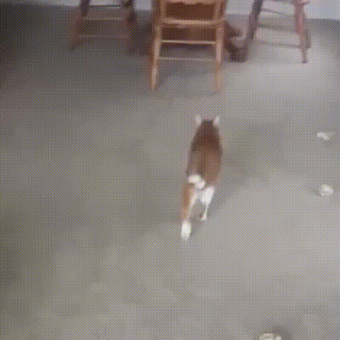 gifs_15.gif