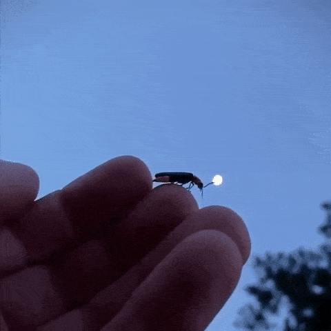 gifs_15.gif