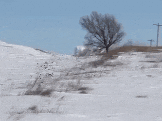 gifs_15.gif