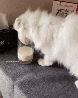 gifs_15.gif