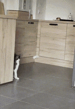 gifs_15.gif