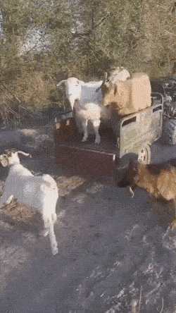 gifs_15.gif