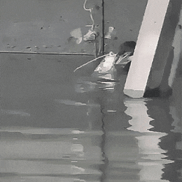 gifs_15.gif