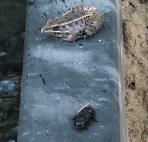gifs_15.gif
