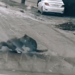 gifs_16.gif