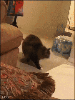 gifs_16.gif
