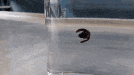 gifs_16.gif