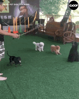gifs_16.gif