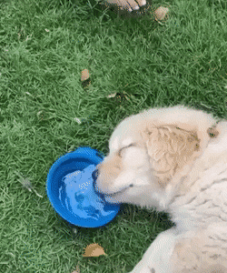 gifs_16.gif